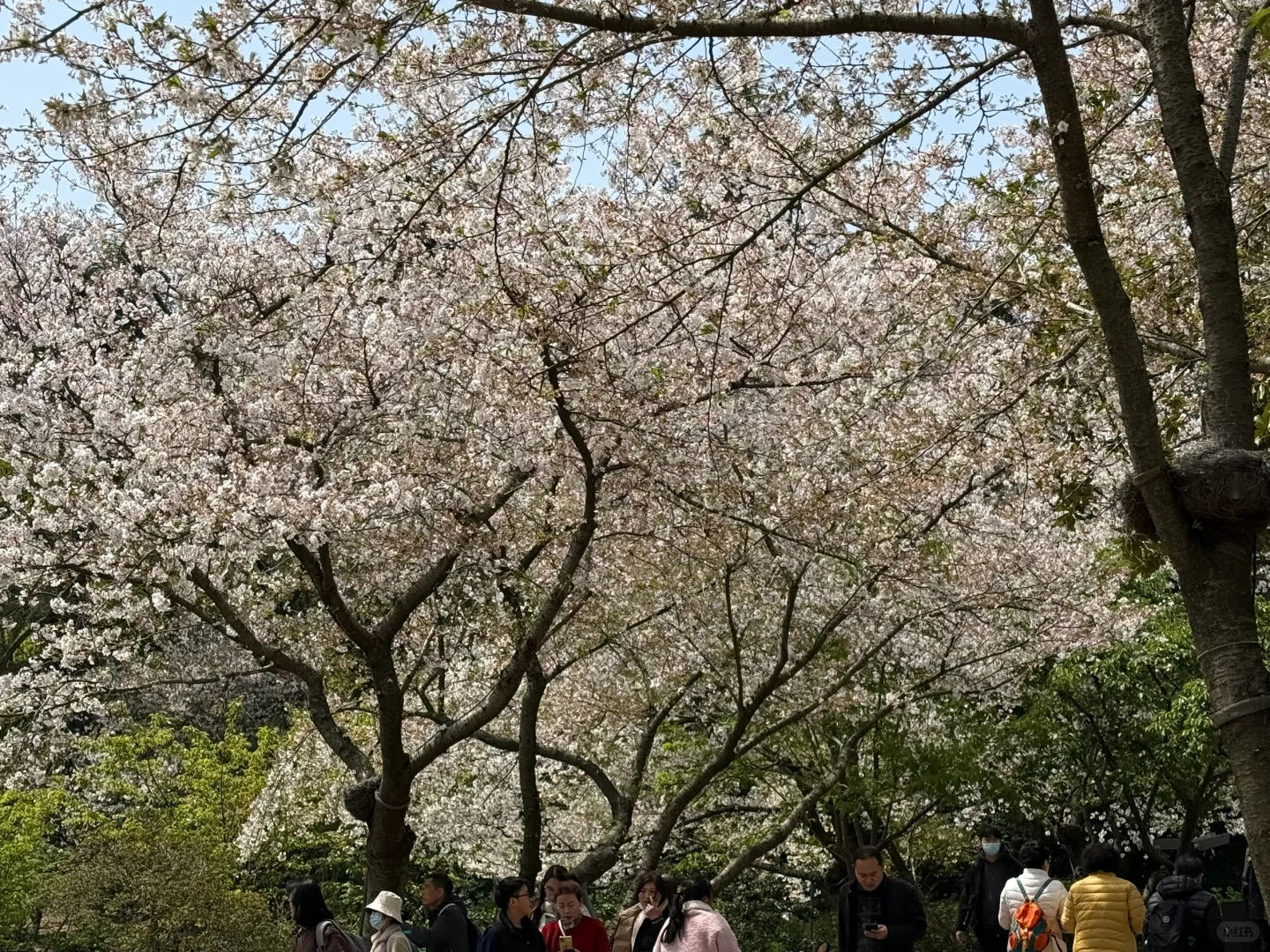 身高168 上身粉色sr 飞行夹克M码实测