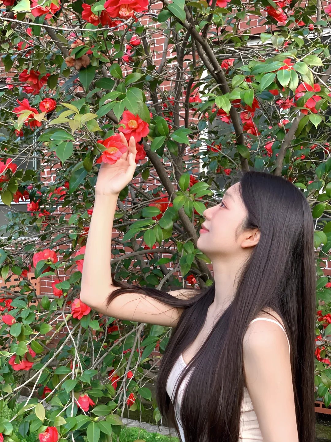 师大的山茶花🌺