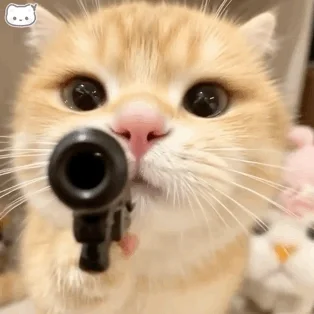 人生真是喵喵又咪咪呀＾〇＾