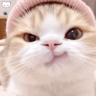 人生真是喵喵又咪咪呀＾〇＾
