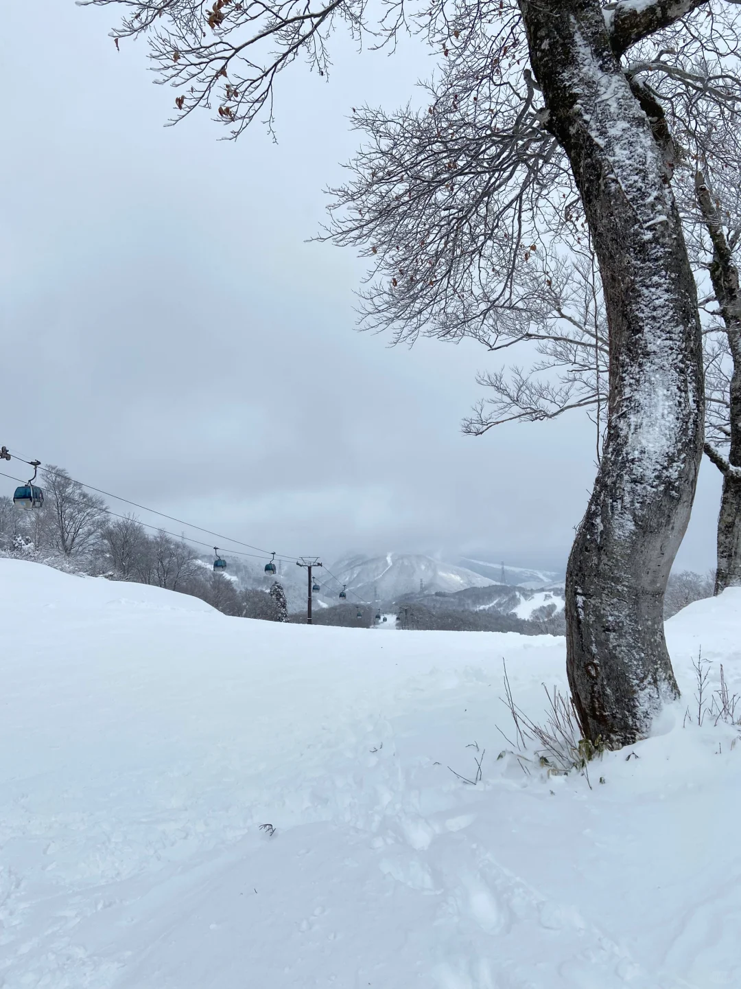 日本新潟神乐滑雪⛷️一定要去和田小屋干饭