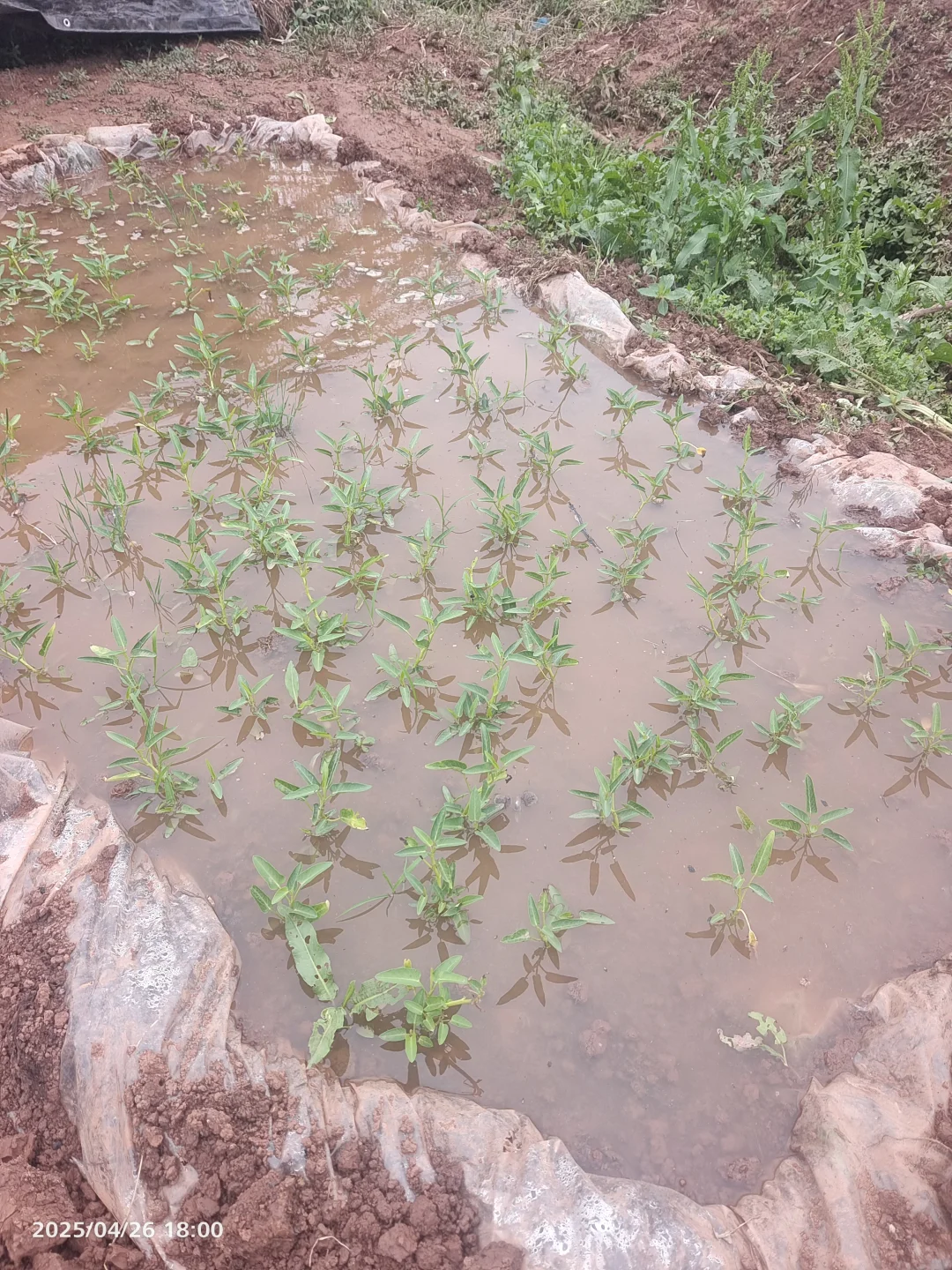 刚开始种菜天天干劲十足，现在有点泄气了挑战下地种菜 我的小菜地