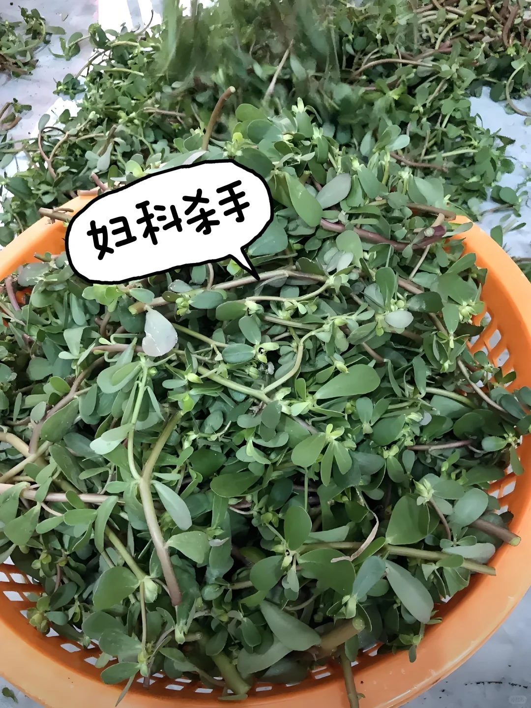 三伏天，姥姥给我喝了7次马齿苋水，感受到