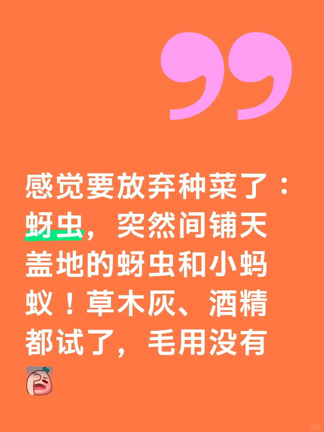 感觉要放弃种菜了： 蚜虫，突然间铺天盖地的蚜虫和小蚂蚁！草木灰、酒精都试了，毛用