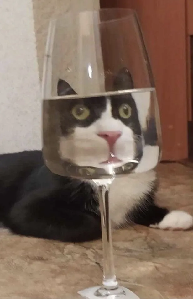 「每日壁纸」就喜欢这种沙雕可爱的猫咪！