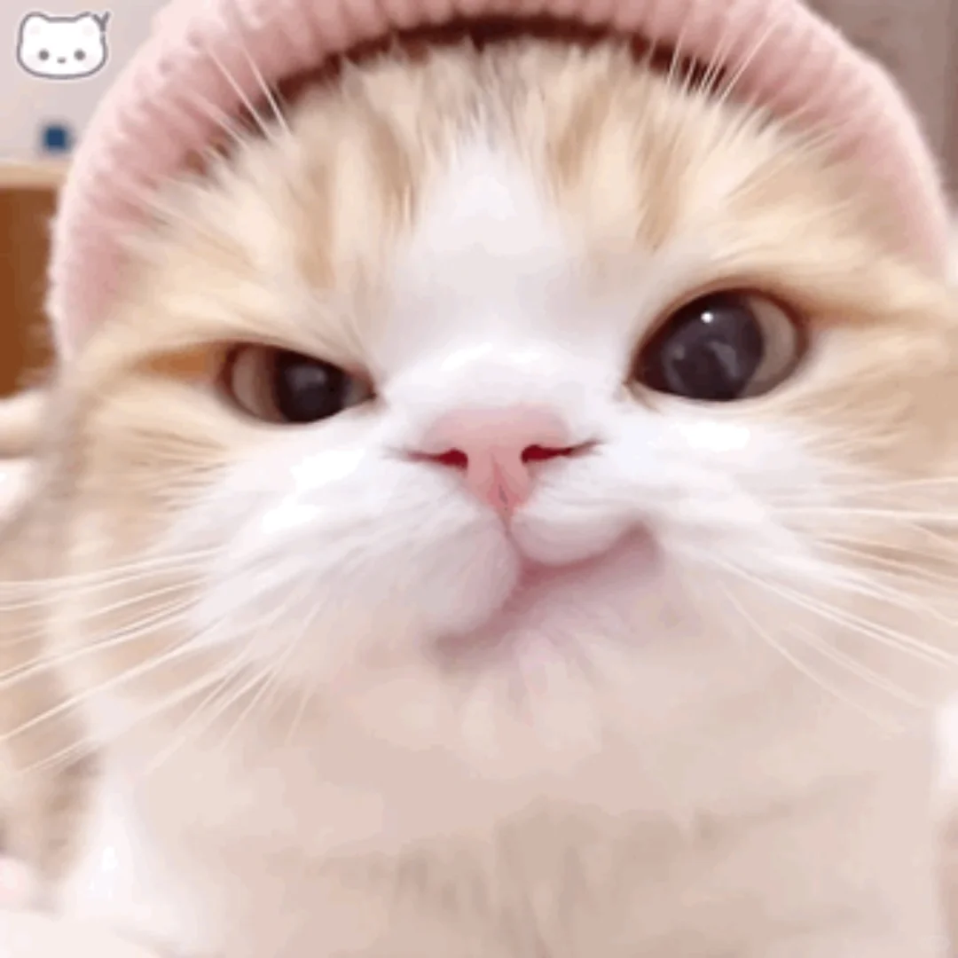 不进来小猫biu了你｜Wechat表情包
