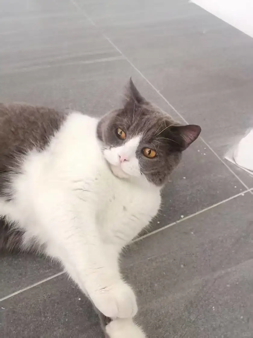 傲娇社会猫和憨憨文科猫被女高中生收服