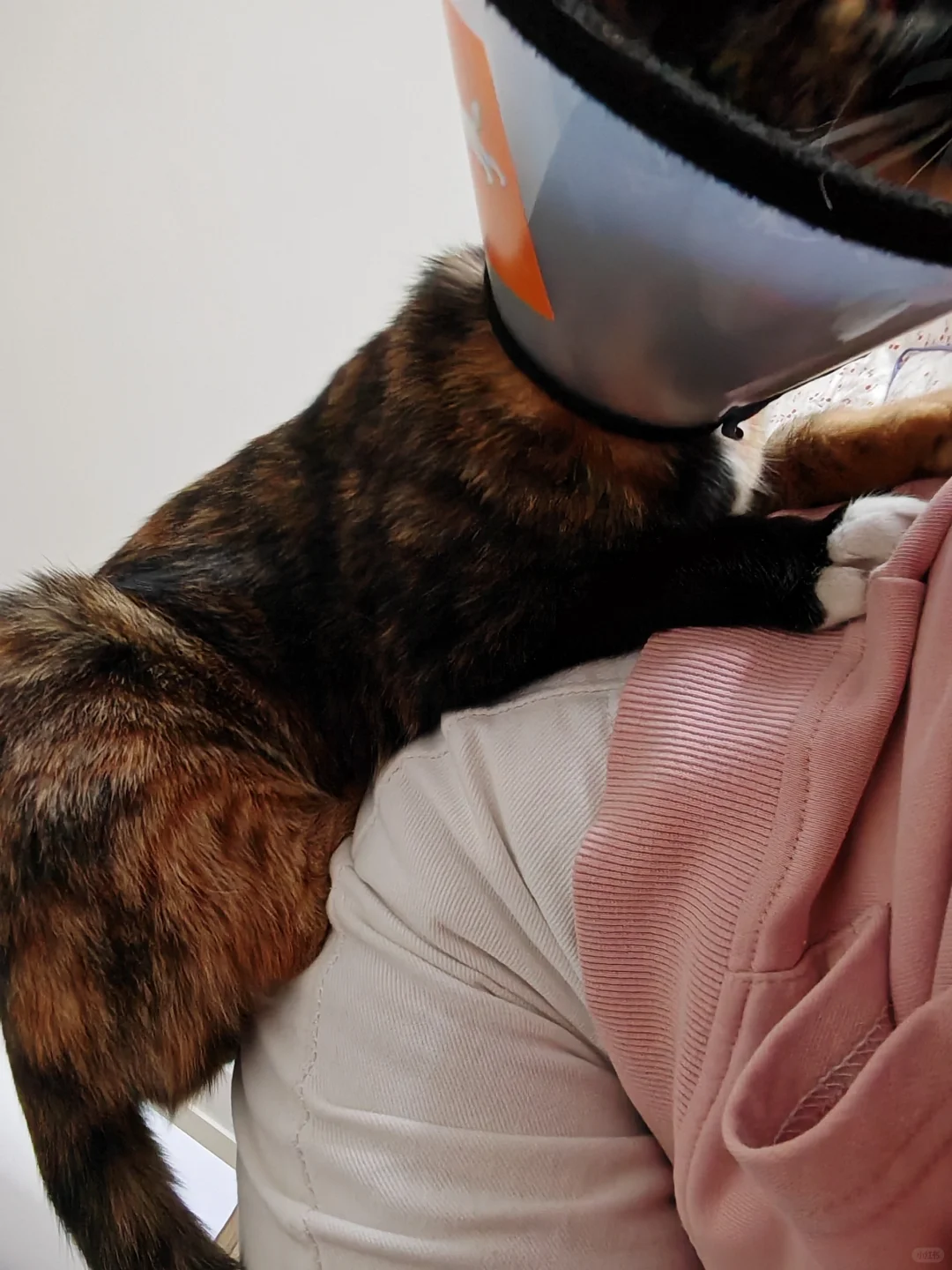 姨姨们，我妈的屁股翘到可以顶起一只小猫