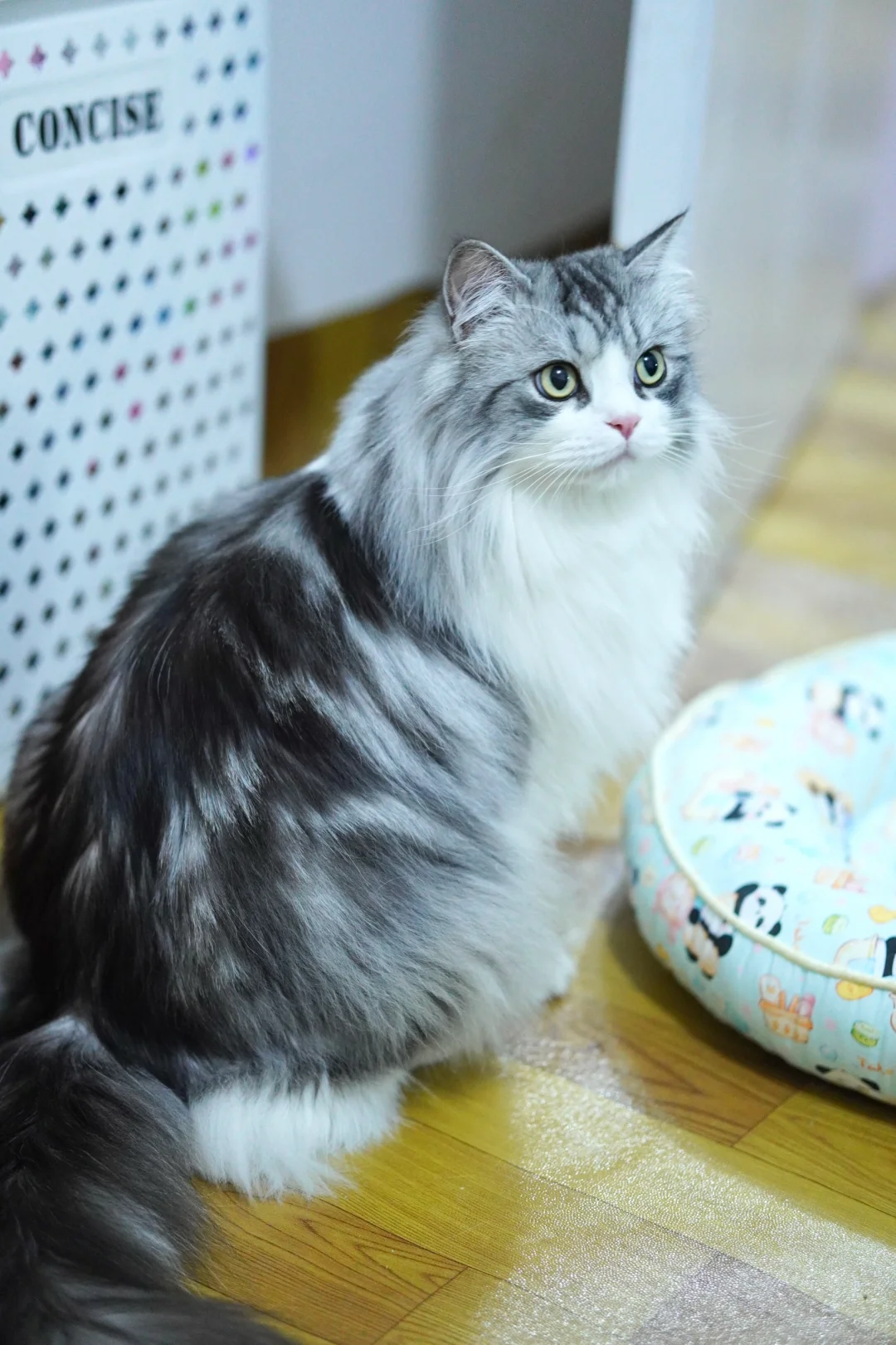 什么？猫咪私房（bushi