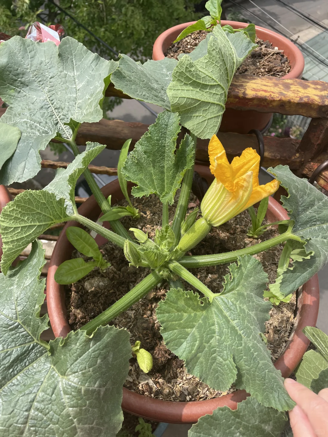 阳台种了一株西葫芦，只开雌花，太难了