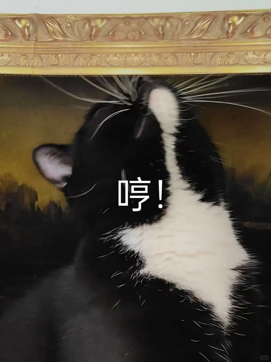 傲娇社会猫和憨憨文科猫被女高中生收服