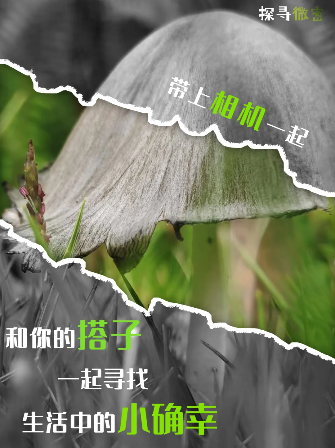 探寻微密|和搭子一起寻找生活中的小确幸