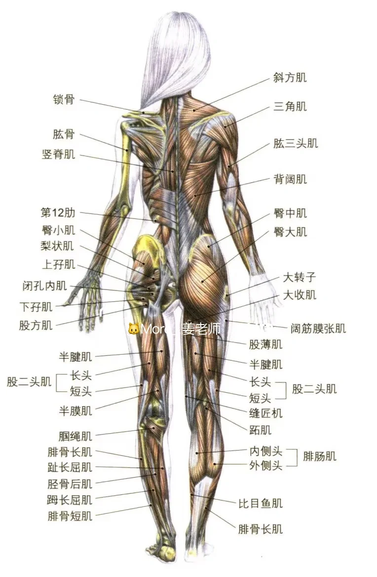 女性肌肉分布图解刨🧸
