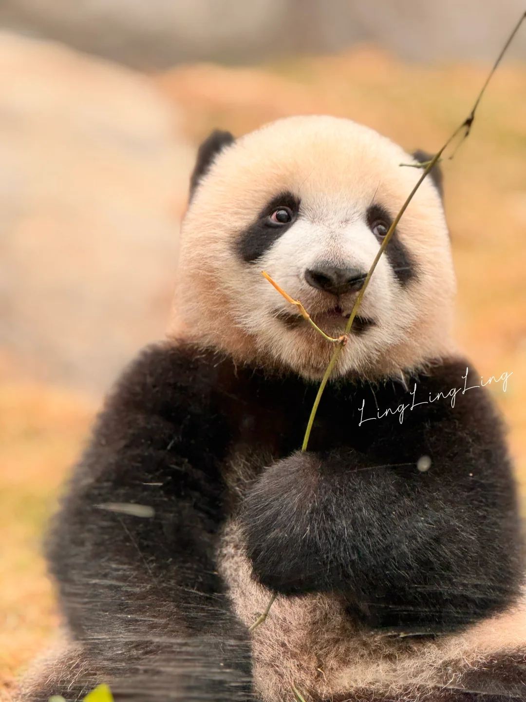 細佬美照連環圖🐼