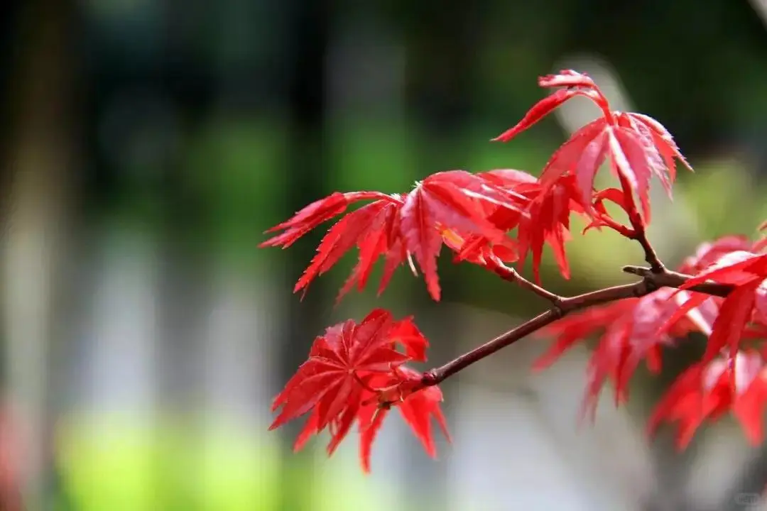 你为什么会秋悲