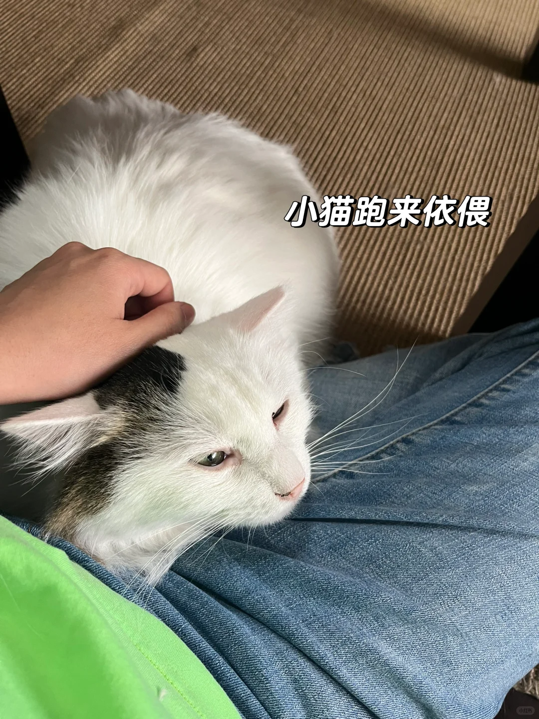 不敢奢求意大利人的原谅
