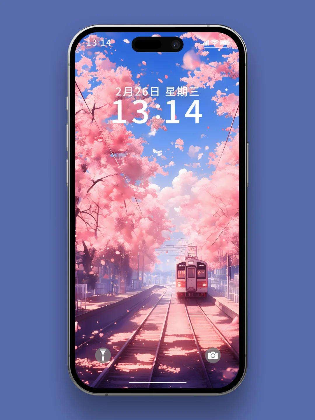 樱花季节 | 壁纸
