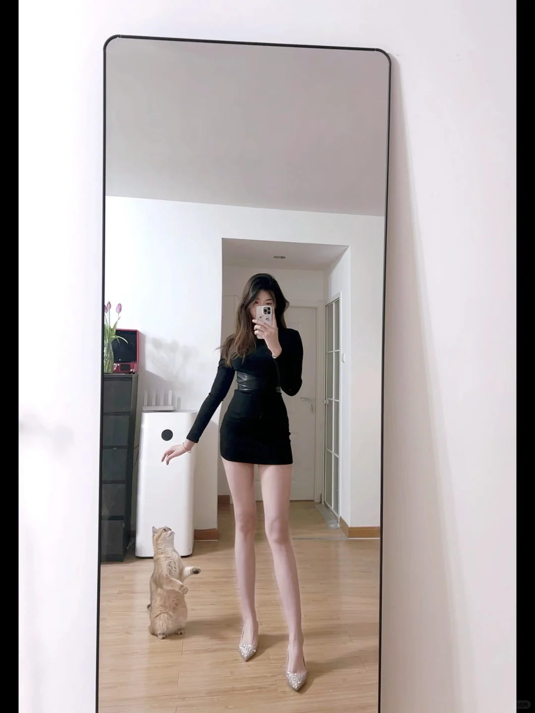 小猫拜见女王大人，喵岁喵喵岁 live图