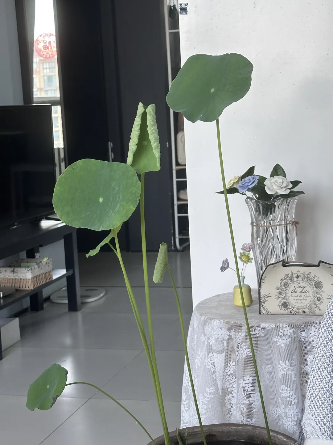 哥们，你的睡莲长大了🪷