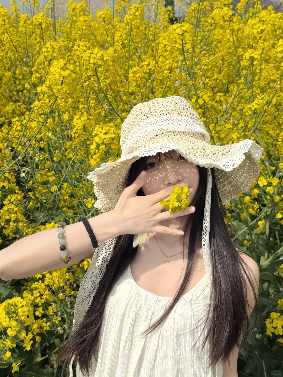 油菜花花