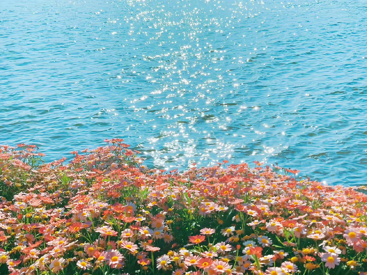 iPad︳夏日壁纸