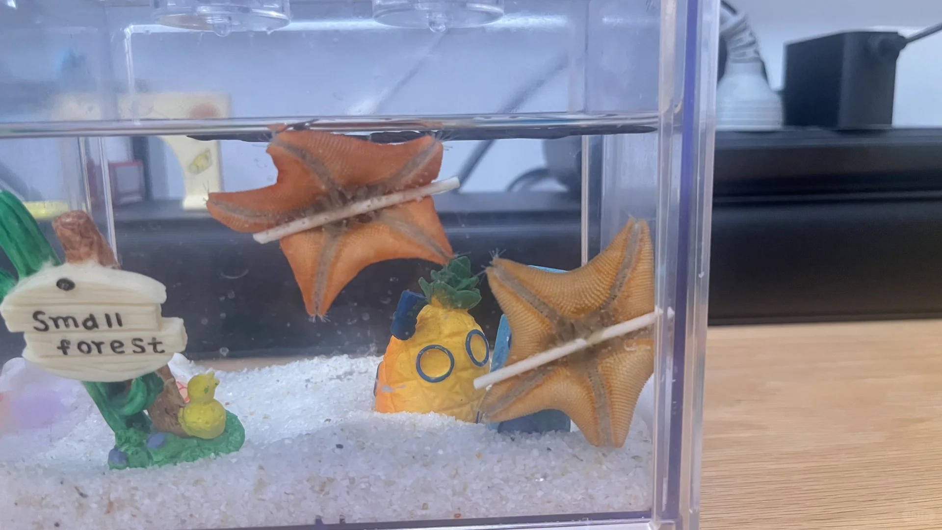 海星误食了。。