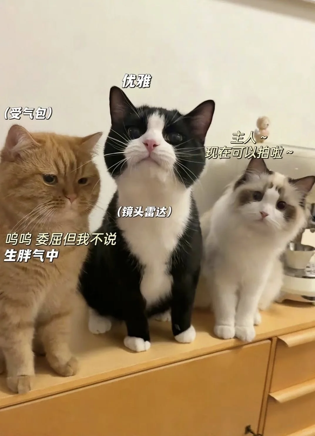 每次看到这图我就想笑🤣就你装可爱！