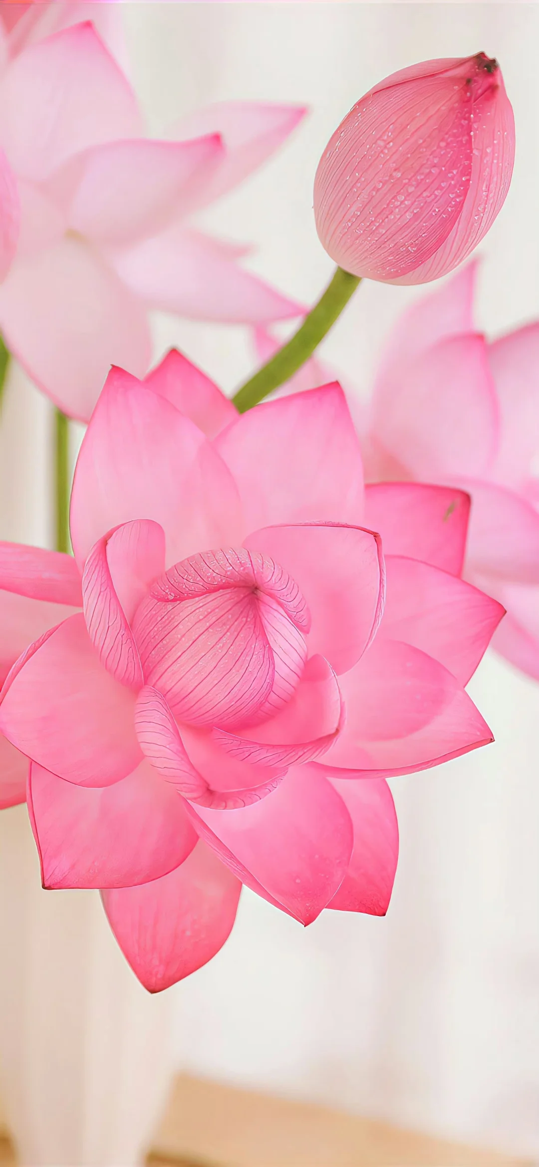 荷花【全屏壁纸】