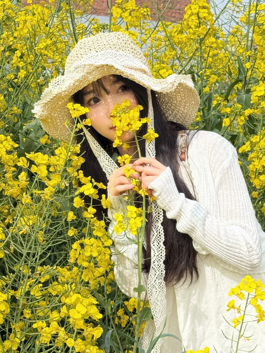 油菜花花