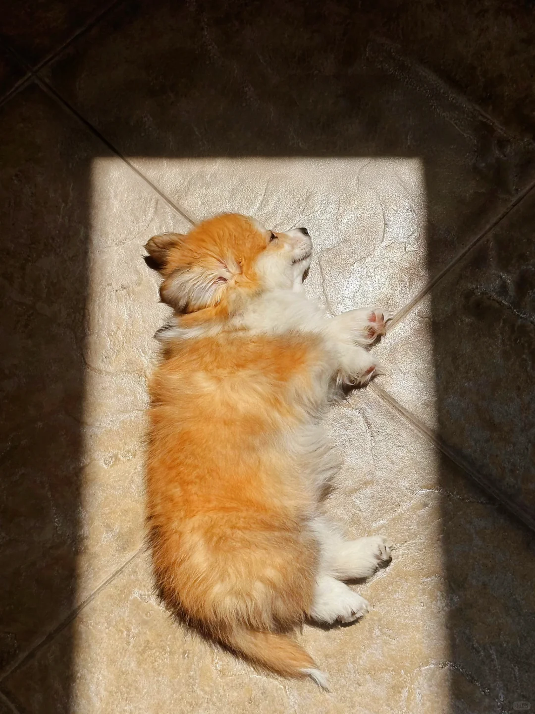 小狗对阳光的精准定位☀️