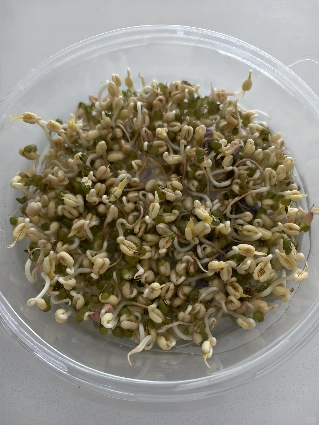 发豆芽三天了发成这样还有救吗