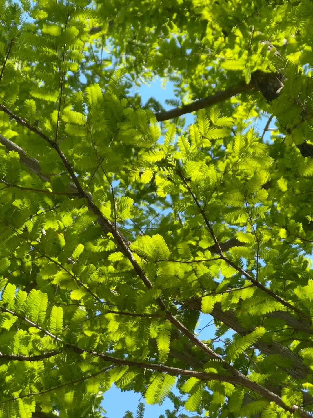今日扮靓银渐层穿搭