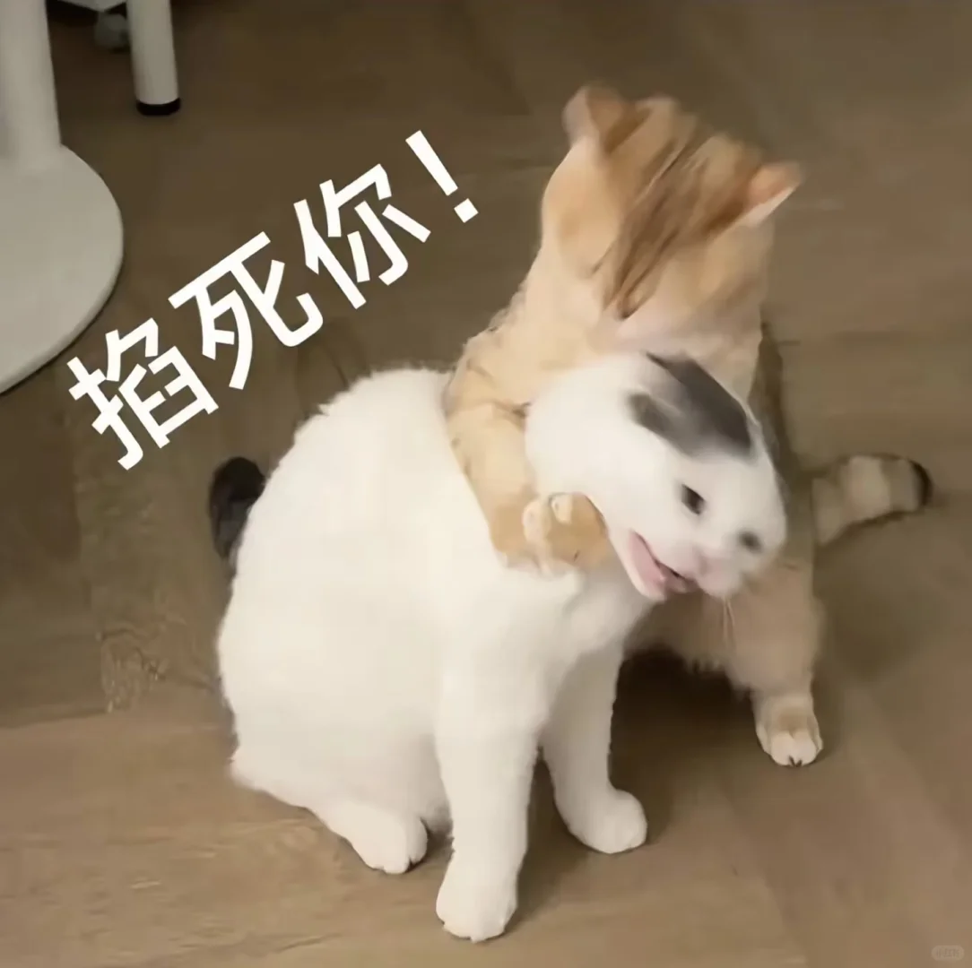 一些贱贱的小猫表情包来噜