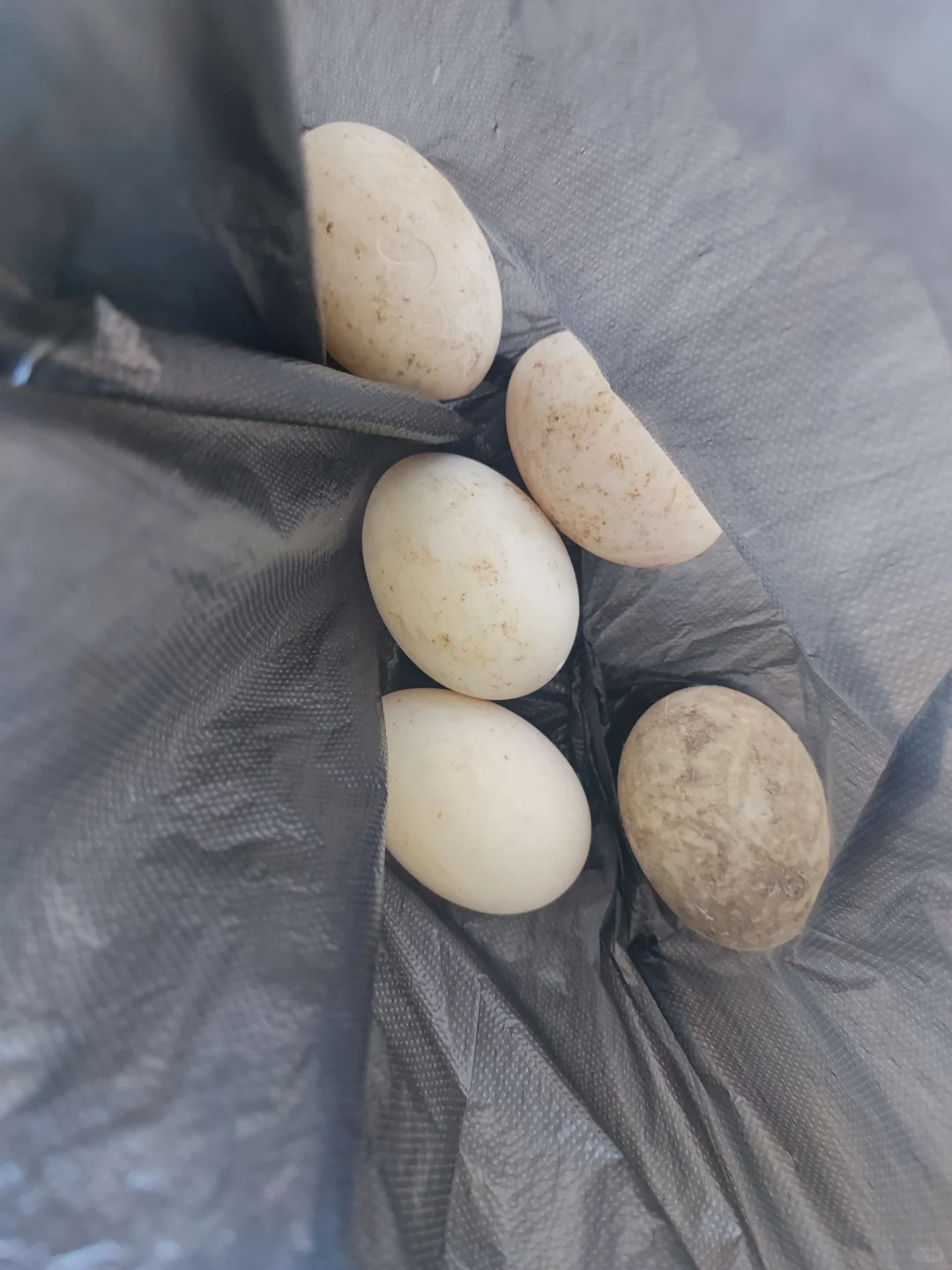 河北白洋淀景区骗局
