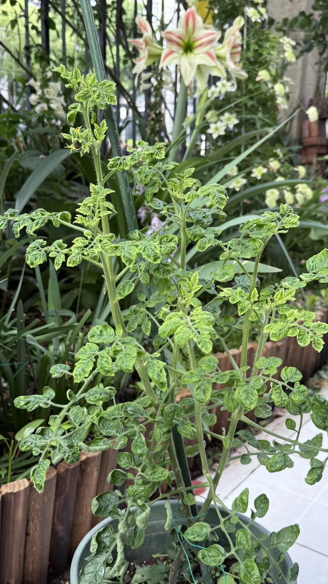 求问这颗番茄得了什么病，还有救嘛