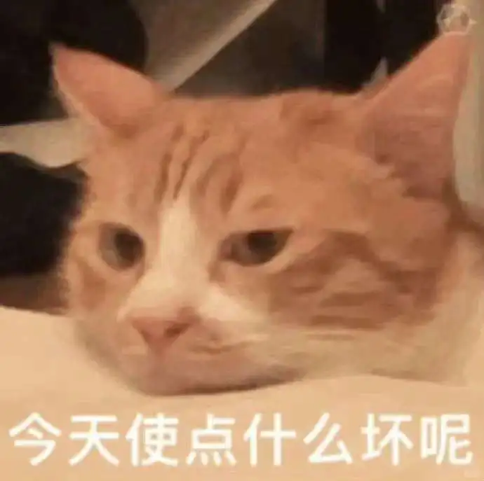 坏坏的小猫表情包！