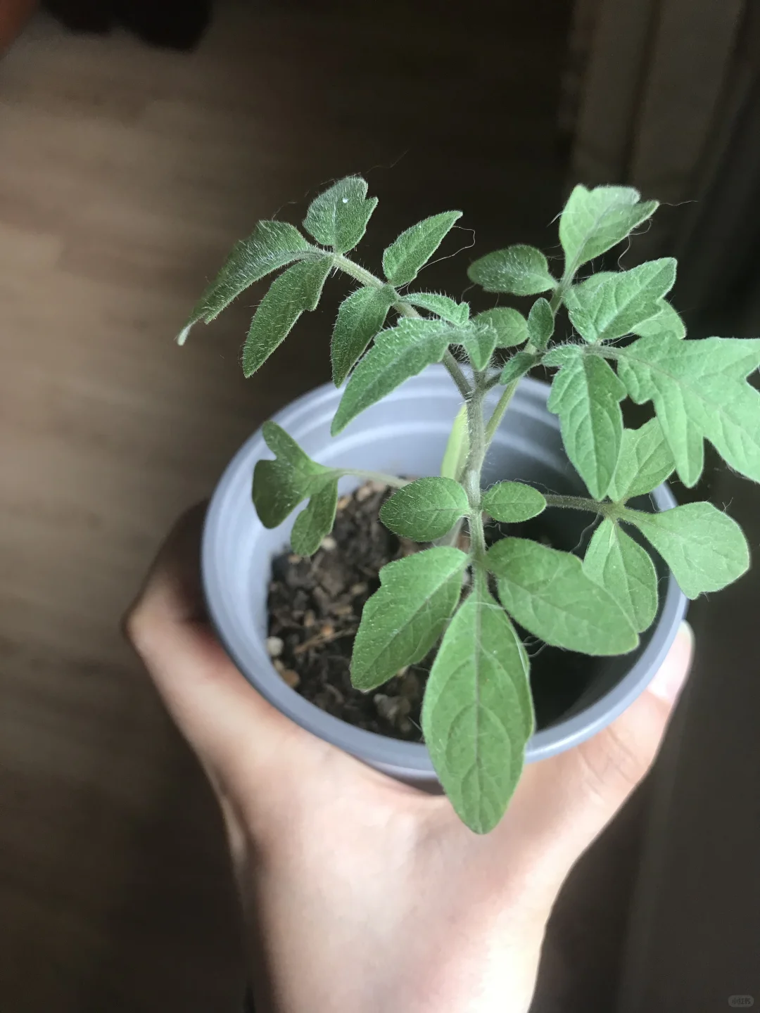 请问番茄可以定植了吗