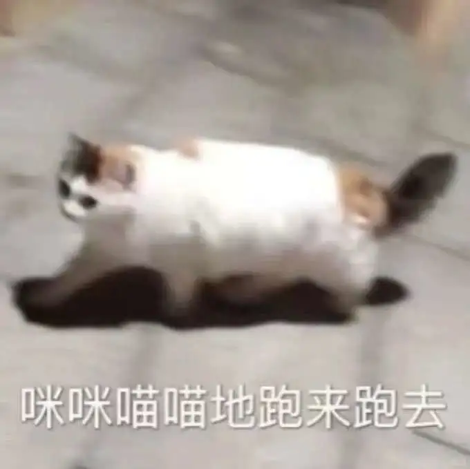 坏坏的小猫表情包！