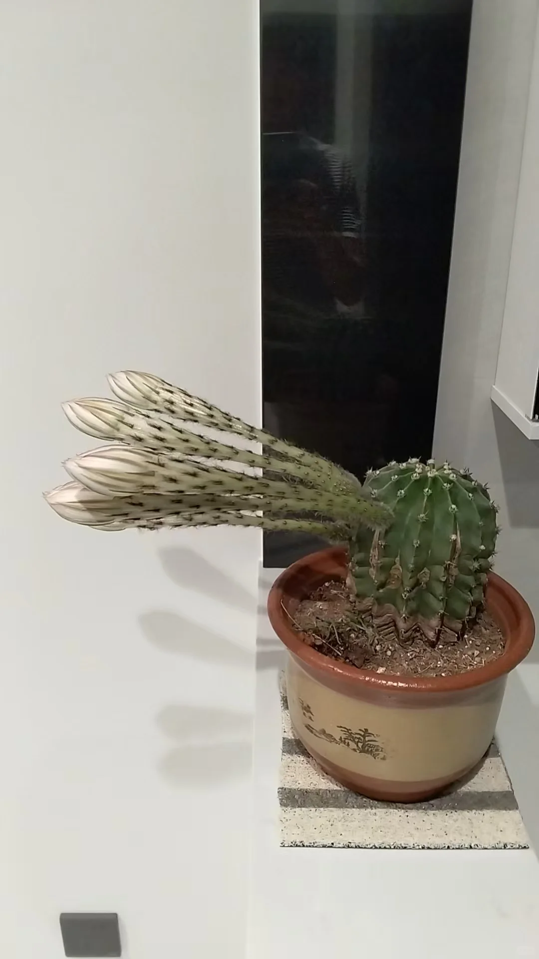 万箭齐发的奇葩开花