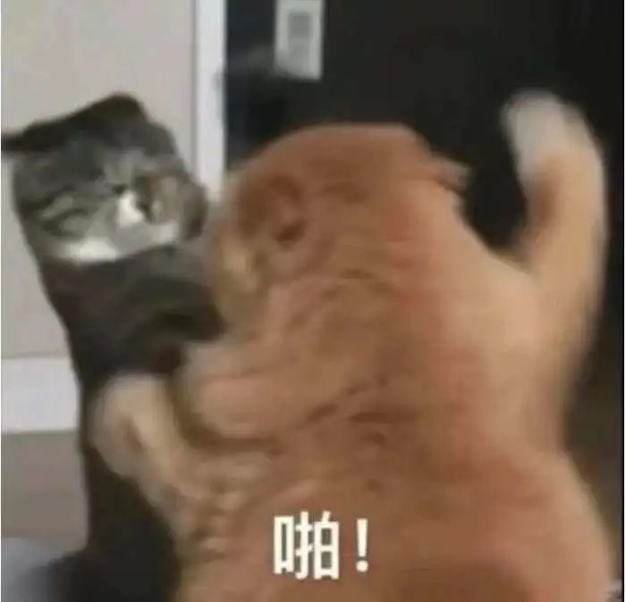 坏坏的小猫表情包！