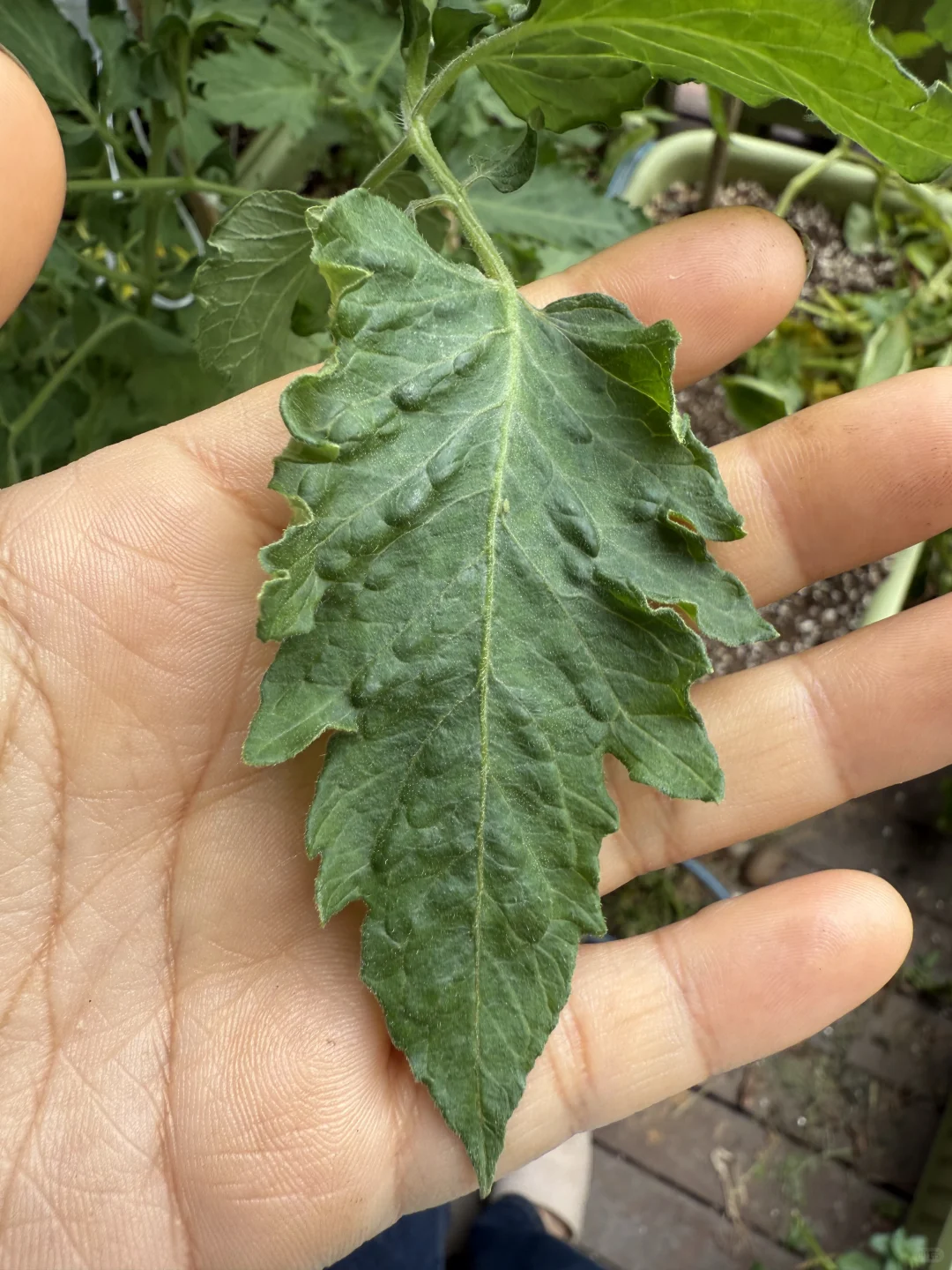 番茄这是咋的了！是病毒病吗？