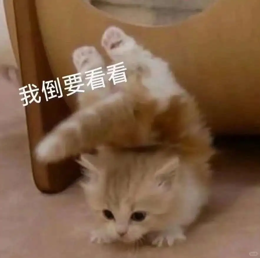 坏坏的小猫表情包！
