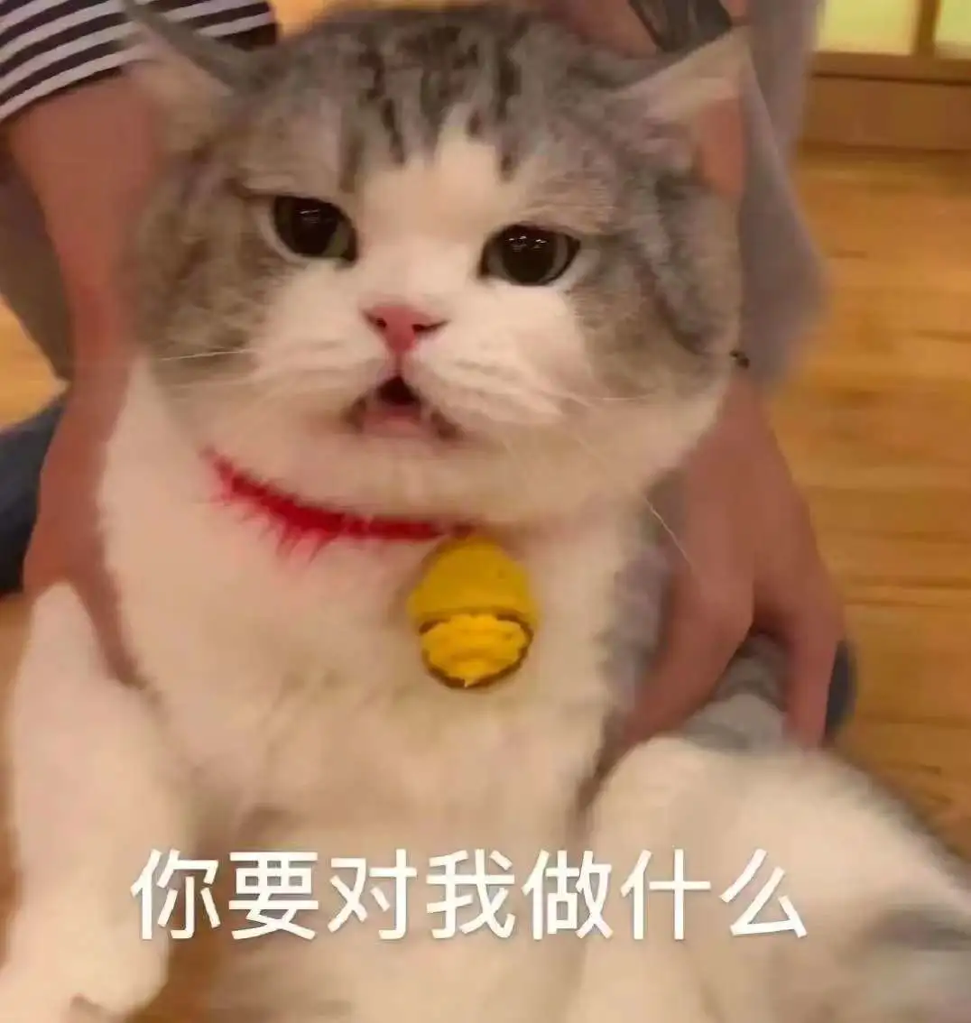 坏坏的小猫表情包！