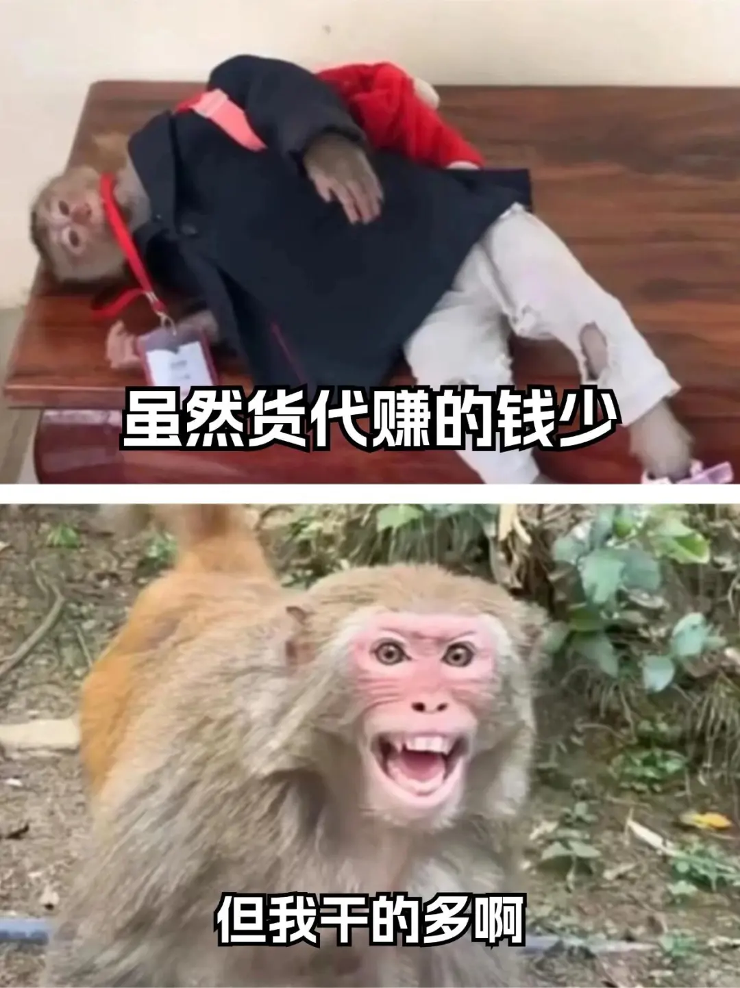 🟩｜货代表情包
