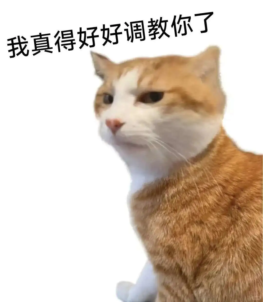 坏坏的小猫表情包！