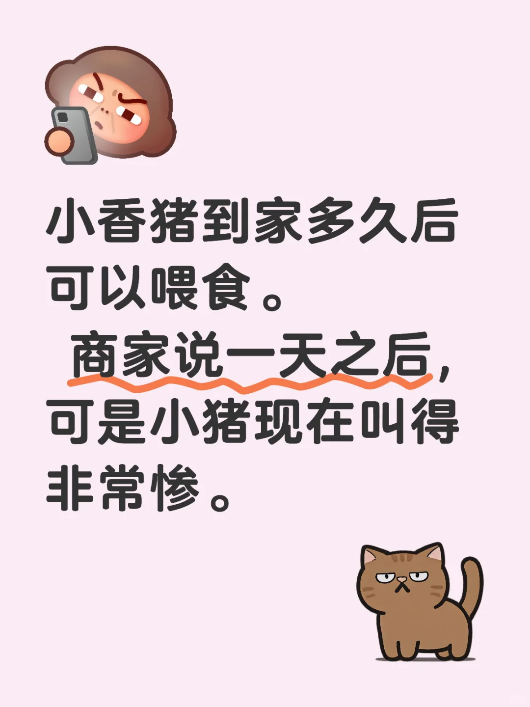 小香猪到家多久后可以喂食。