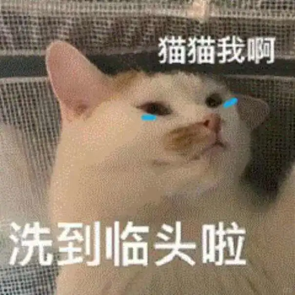 坏坏的小猫表情包！