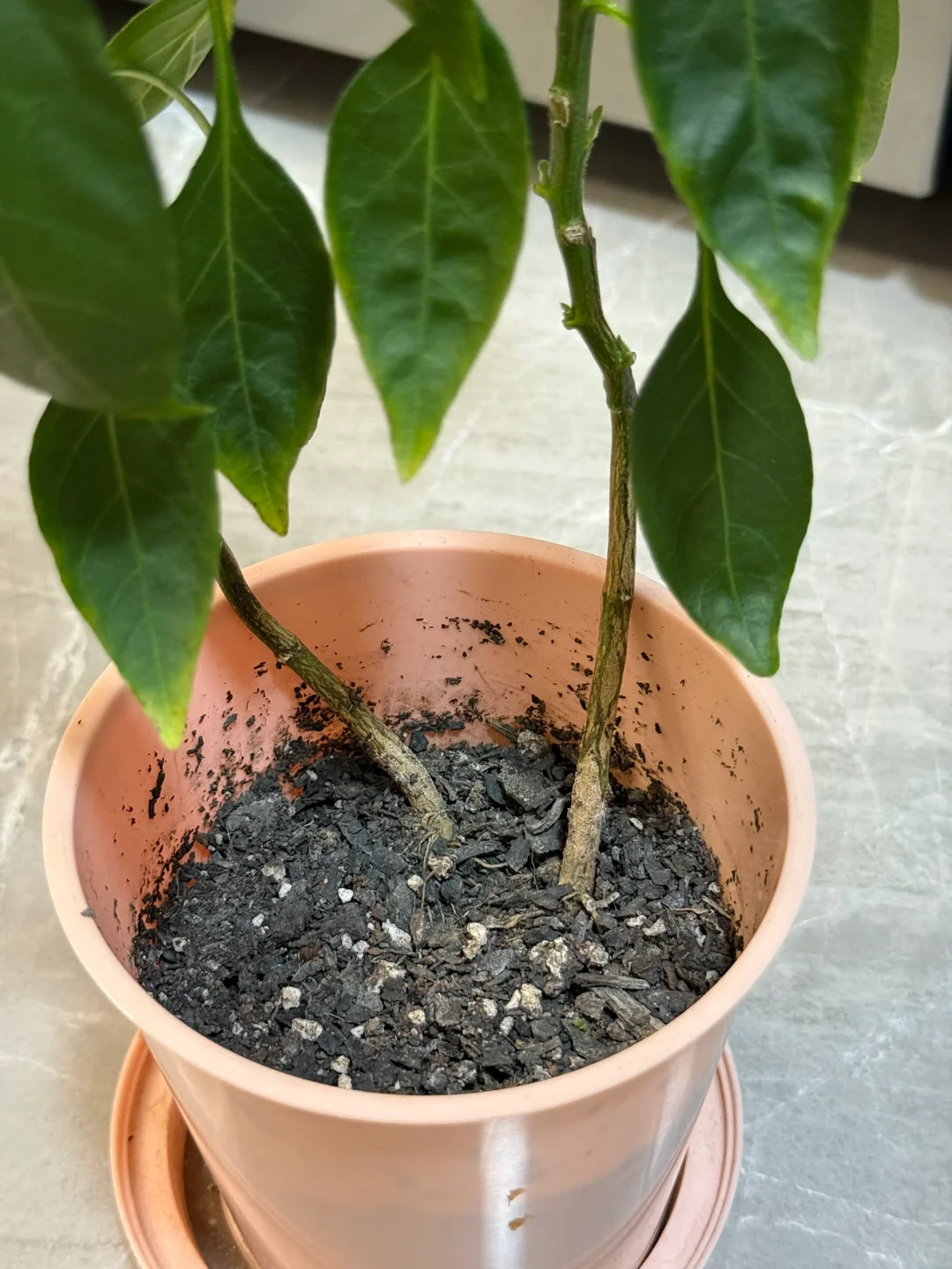 家人们！我的小米辣现在打顶还来得及吗？