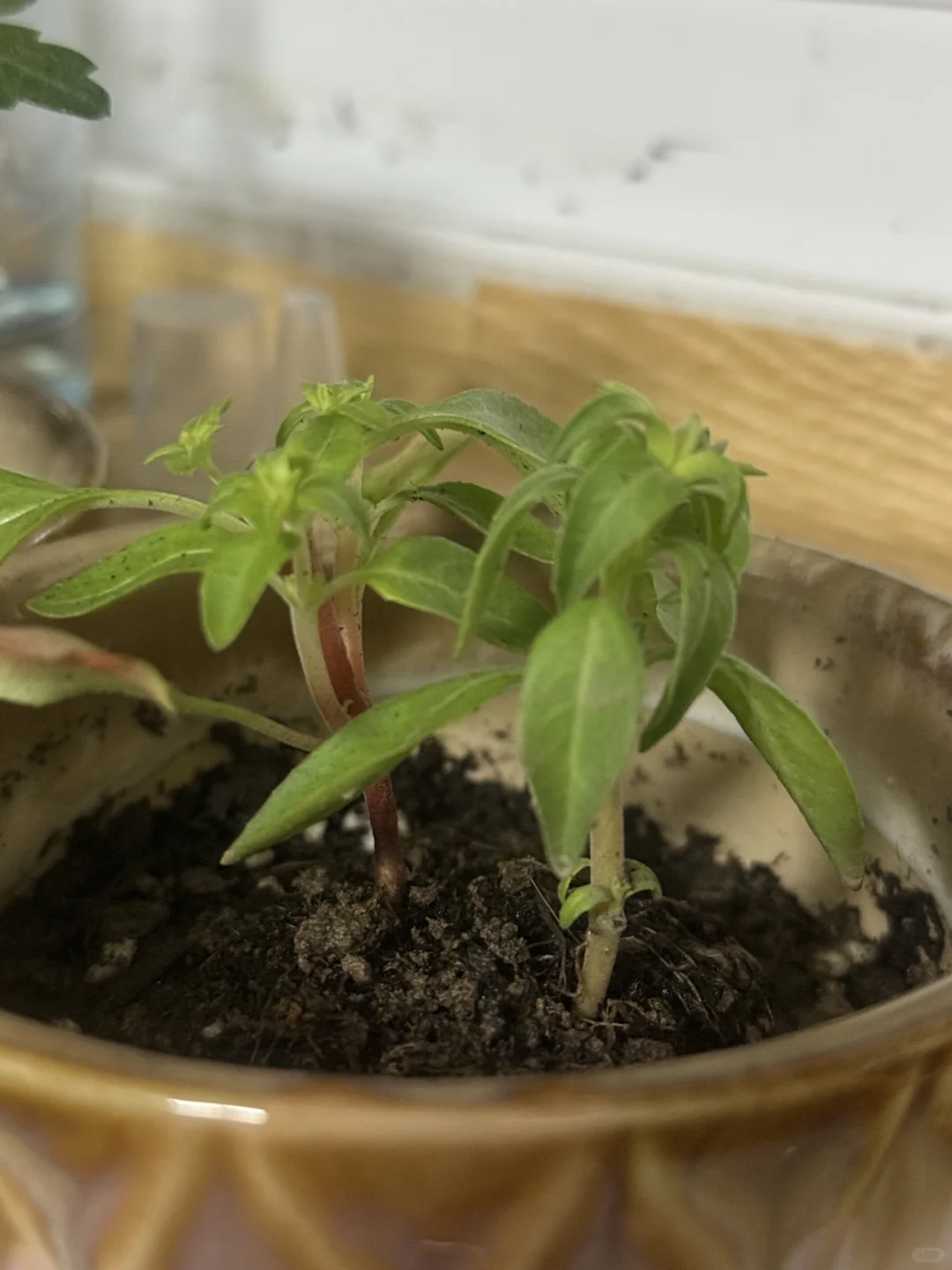 能开花简直是奇迹