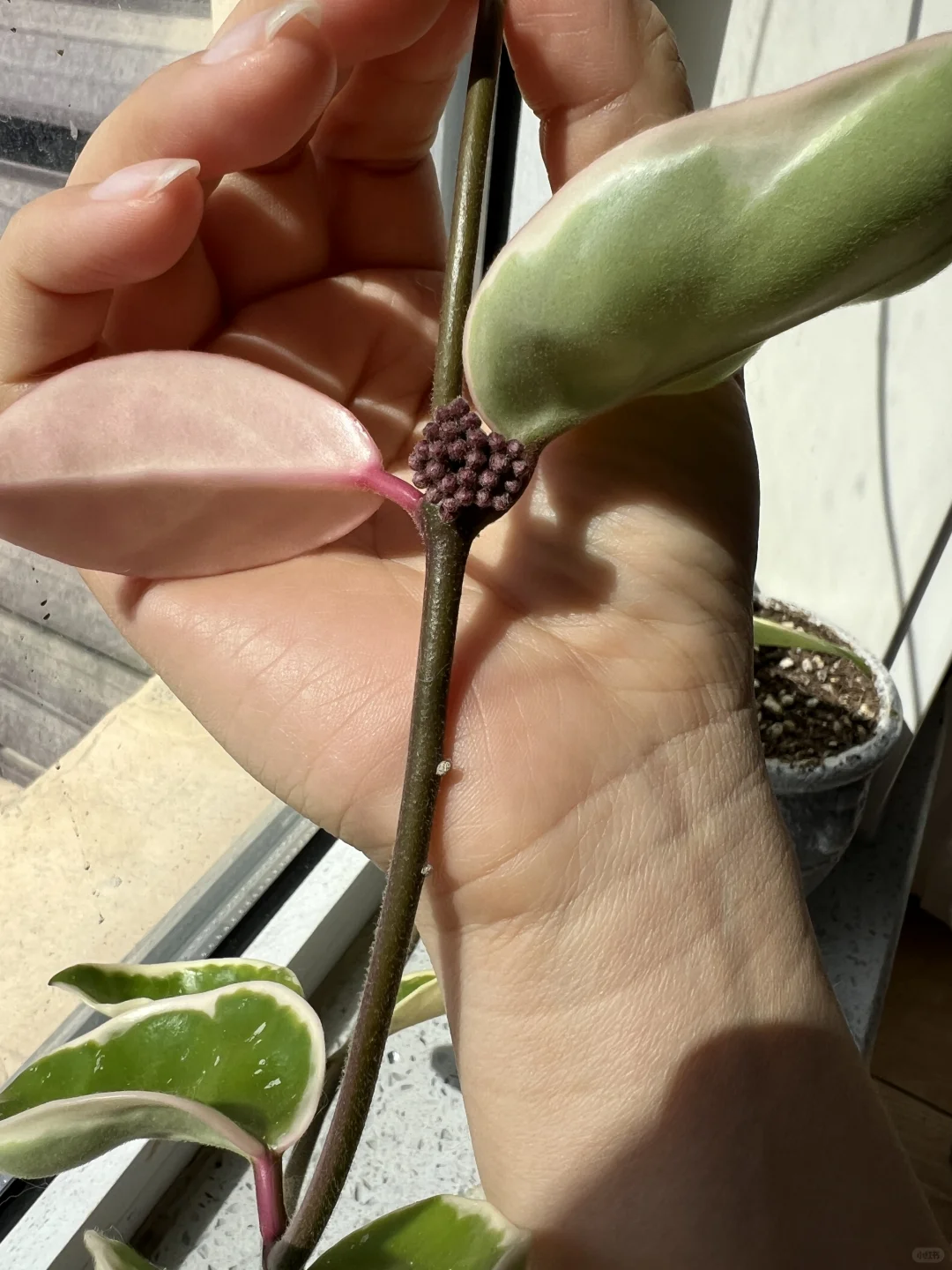 纯粉色的叶子！